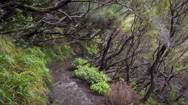 PR6 hiking trail to the 25 springs, along water channel, Levada das 25 Fontes, laurel forest, Rabacal nature reserve, Madeira, Portugal