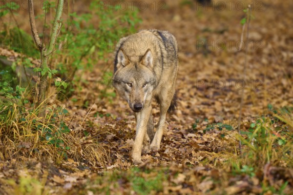 A wolf runs through the autumn leaves in the forest, Wolf (Canis lupus), Germany