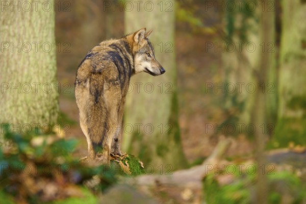 A wolf stands in autumn forest and looks over his shoulder, Wolf (Canis lupus), Germany