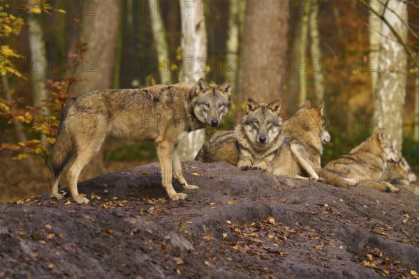 A tight wolf pack rests in autumn forest, wolf (Canis lupus), Germany