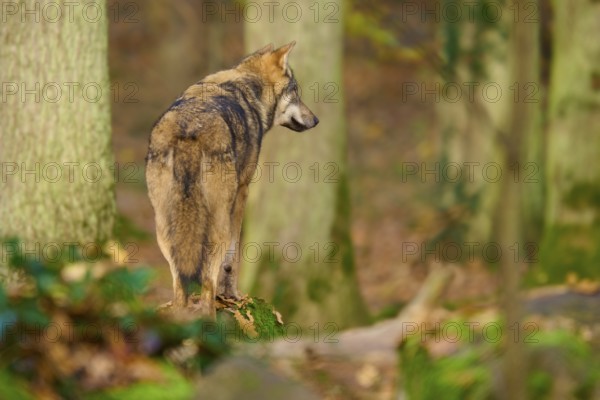 A wolf stands in autumn forest and looks to the side, Wolf (Canis lupus), Germany