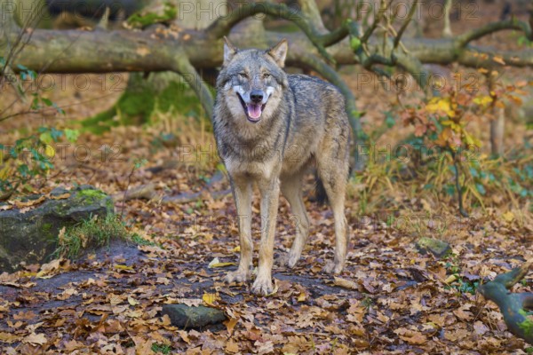 Wolf smiling in autumn forest, Wolf (Canis lupus), Germany