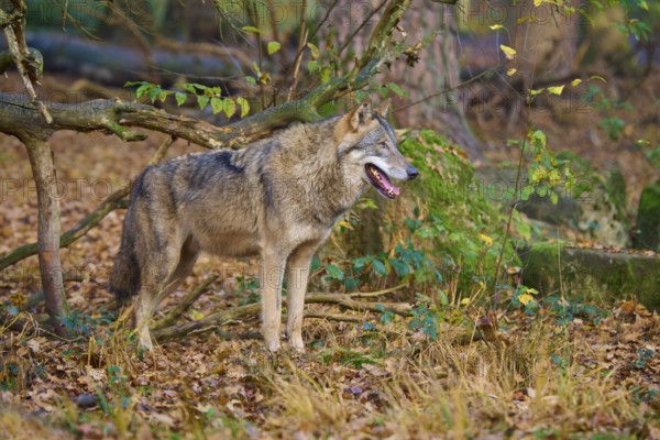 Wolf watching curiously in autumn forest, Wolf (Canis lupus), Germany