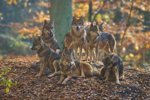 Wolf pack in autumn forest on a leafy hill, wolf (Canis lupus), Germany