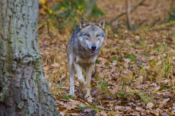 Wolf running through the autumnal, leaf-covered forest, Wolf (Canis lupus), Germany