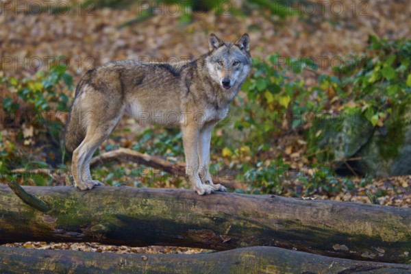 Single wolf on a tree trunk in an autumn forest, wolf (Canis lupus), Germany