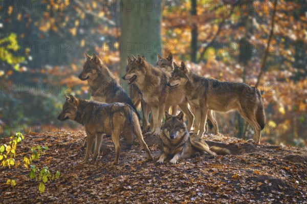A pack of wolves gathers on a hill in autumn forest, Wolf (Canis lupus), Germany