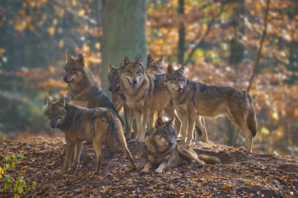 Pack of wolves standing together on a hill in a colourful autumn forest, Wolf (Canis lupus), Germany