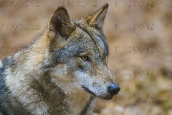 A wolf in profile view, lost in thought in autumn forest, Wolf (Canis lupus), Germany