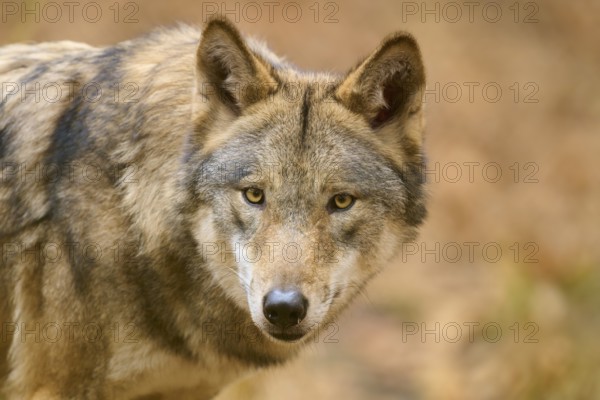 A wolf looking head-on with an attentive expression in autumn forest, Wolf (Canis lupus), Germany