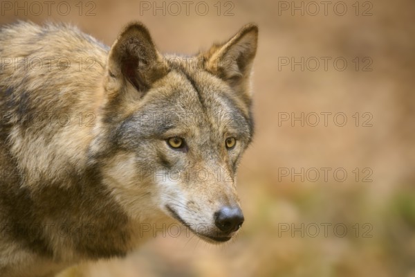 A wolf in a close-up with an intense gaze in autumn forest, Wolf (Canis lupus), Germany