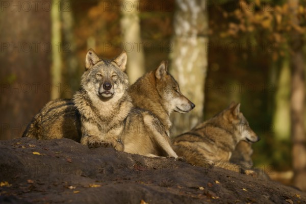 A group of wolves resting in the sunlit forest, Wolf (Canis lupus), Germany