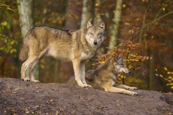 Two wolves on a mound in autumn forest, Wolf (Canis lupus), Germany