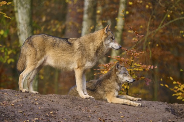 Two wolves resting in autumn forest, Wolf (Canis lupus), Germany