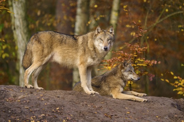 Two wolves in autumn forest on a small hill, Wolf (Canis lupus), Germany