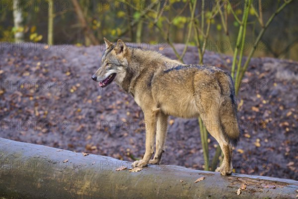 A wolf stands attentively on a tree trunk in the forest, Wolf (Canis lupus), Germany