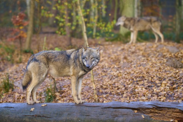 Wolf standing thoughtfully on a tree trunk in the forest, Wolf (Canis lupus), Germany