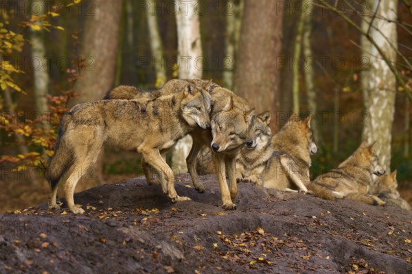Wolves interacting and resting in autumn forest, wolf (Canis lupus), Germany