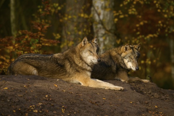 Two wolves resting relaxed in autumn forest, Wolf (Canis lupus), Germany