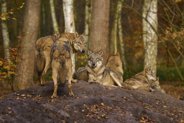 Several wolves standing and resting in autumn forest, Wolf (Canis lupus), Germany