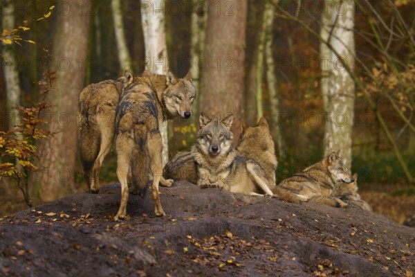 A pack of wolves on a rock in a colourful forest, Wolf (Canis lupus), Germany