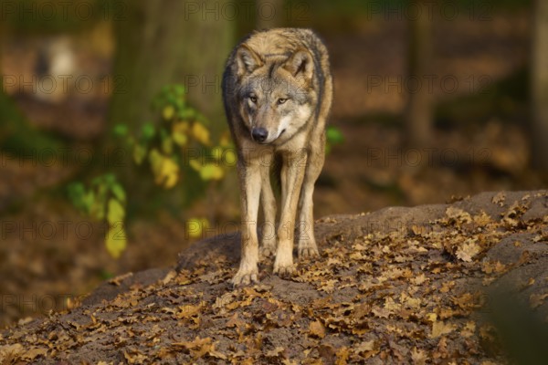 A wolf stands attentively on a rock in autumn forest, Wolf (Canis lupus), Germany