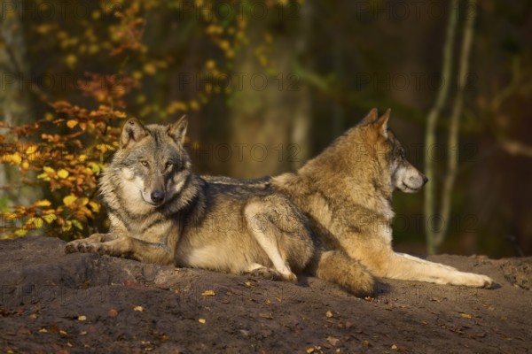 Two resting wolves on a rock in autumn forest, Wolf (Canis lupus), Germany