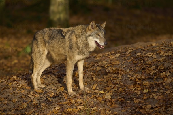 A wolf standing in the sunlight, surrounded by autumn leaves, Wolf (Canis lupus), Germany