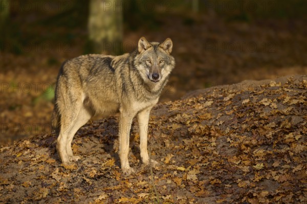 A lone wolf observes attentively in autumn forest, wolf (Canis lupus), Germany