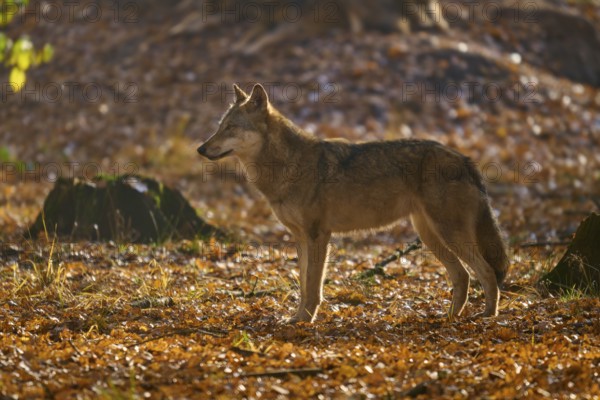 A wolf stands in the soft light of the autumn forest, Wolf (Canis lupus), Germany