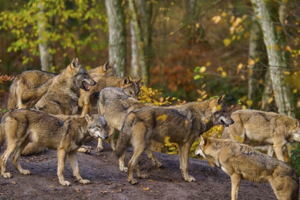 A pack of wolves gathers in autumn forest, Wolf (Canis lupus), Germany