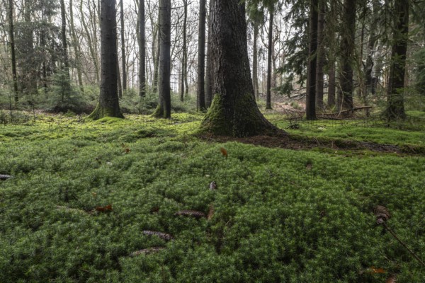Moss am Waldboden, Emsland, Lower Saxony, Germany