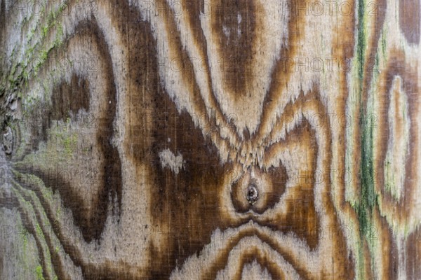 Pattern, grain in wood, Emsland, Lower Saxony, Germany