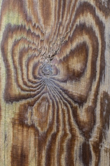 Pattern, grain in wood, Emsland, Lower Saxony, Germany