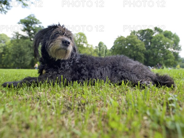 Mischlingshund lying in the grass, Englischer Garten, Munich, Bavaria, Germany
