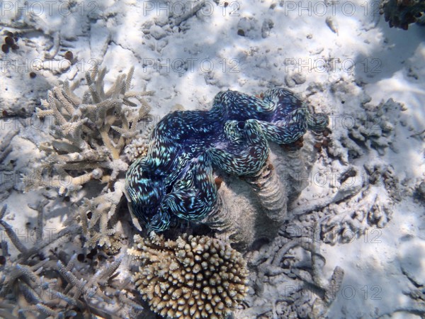 Maxima giant clam (Tridacna maxima), Cuba, Caribbean