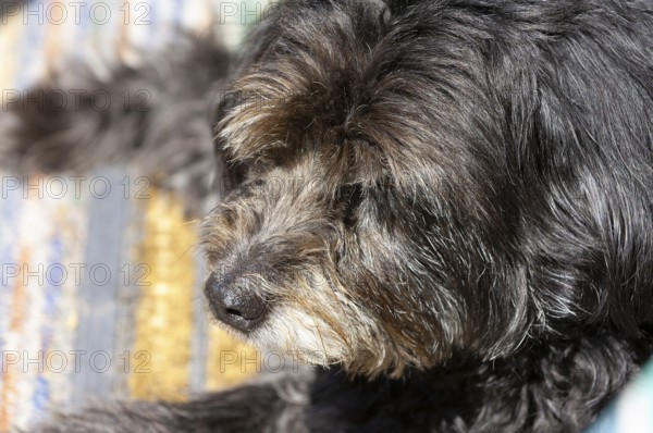 Mixed breed dog, portrait