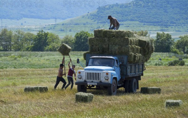 A blue truck is loaded with hay bales in a field surrounded by green landscape and mountains, classic car, GAZ-53, Lorikeet province, Armenia