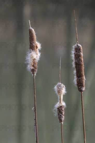 Inflorescence of a bulrush (Typha sp.), Palatinate, Rhineland-Palatinate, Germany
