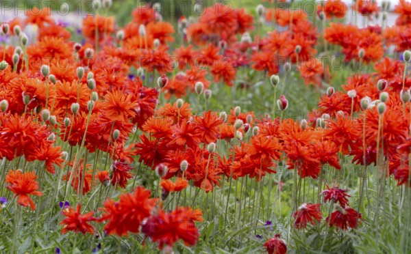 A field full of bright red poppies is blooming intensively in a summery garden, Palatinate, Rhineland-Palatinate, Germany