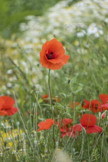 Bright red poppies bloom on a green meadow under the open sky, MÃ¼nsterland, North Rhine-Westphalia, Germany