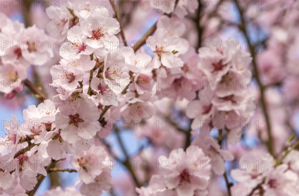 Flowering almond tree (Prunus dulcis) with many pink blossoms in front of a clear sky, Southern Palatinate, Palatinate, Rhineland-Palatinate, Germany