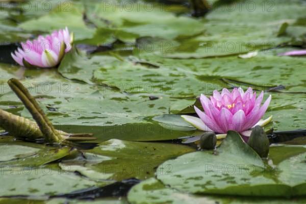 Pink lily flowers floating on green leaves in a quiet pond, MÃ¼nsterland, North Rhine-Westphalia, Germany
