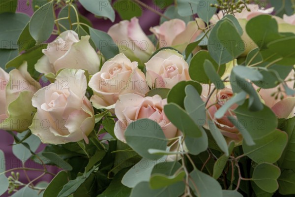A romantic bouquet of soft pink roses surrounded by eucalyptus, Rhineland-Palatinate, Germany