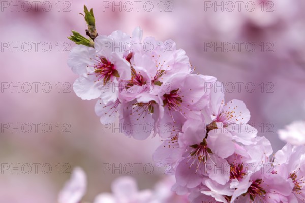 Close-up of delicate pink almond tree blossoms (Prunus dulcis) in full bloom, Southern Palatinate, Palatinate, Rhineland-Palatinate, Germany