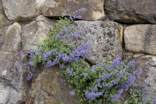 Catmint (Nepeta cataria) growing in a sandstone wall, North Rhine-Westphalia, Germany