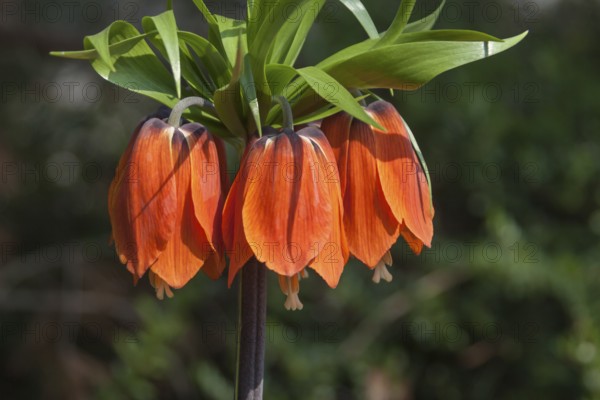 Imperial Crown (Fritillaria imperialis) orange-flowering, Palatinate, Rhineland-Palatinate, Germany