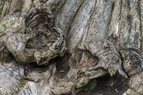 Close-up of a tree root, tree