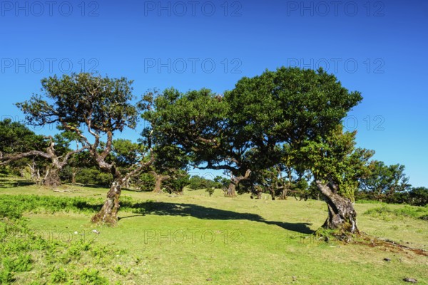 Centuries-old til trees in fantastic magical idyllic Fanal Laurisilva forest on sunset. Madeira island, Portugal