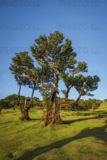 Centuries-old til trees in fantastic magical idyllic Fanal Laurisilva forest on sunset. Madeira island, Portugal